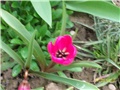  mini tulipan ( Violacea Black Base)- lat Tulipa humilis